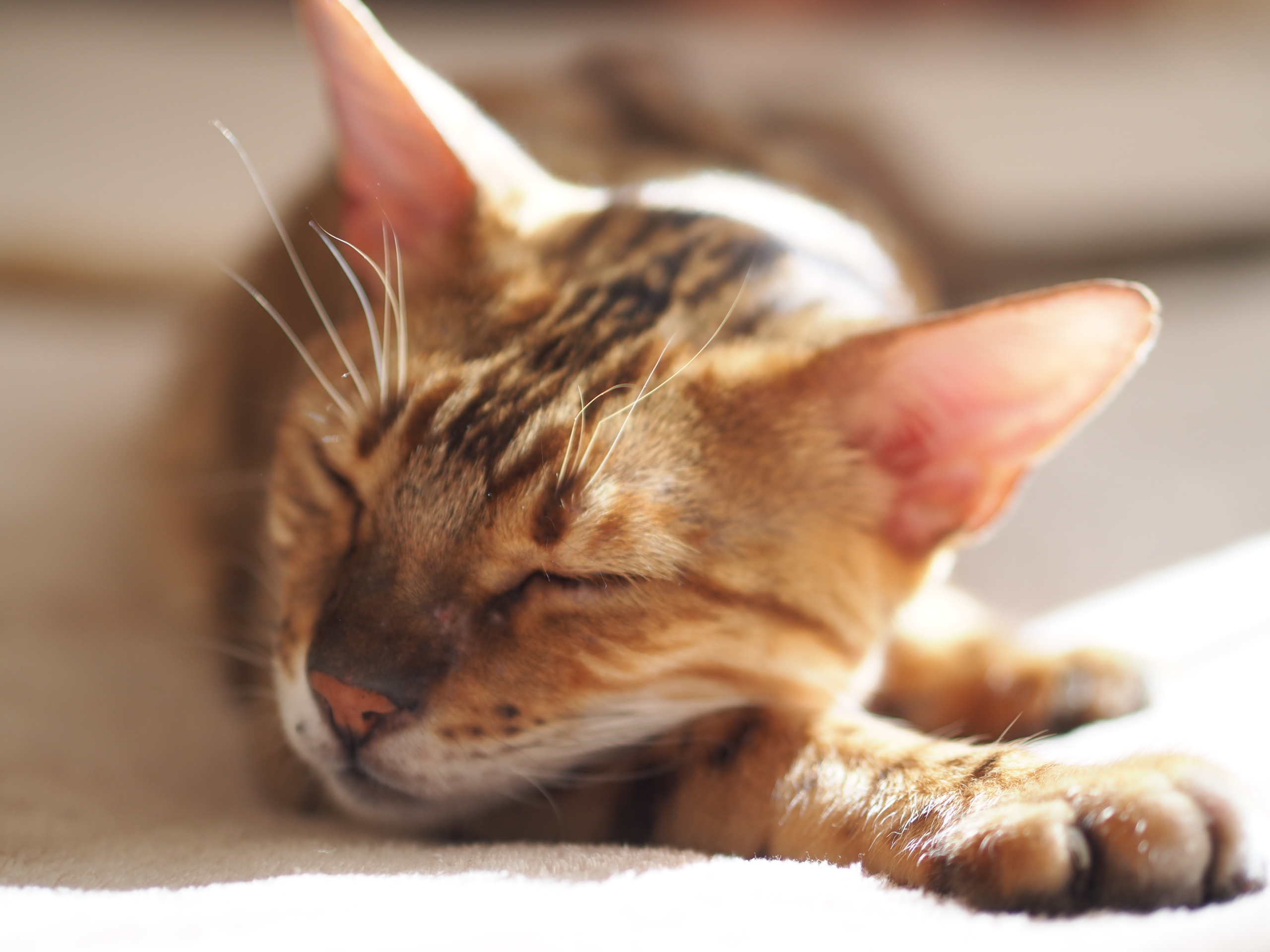 Bengal Cat reference